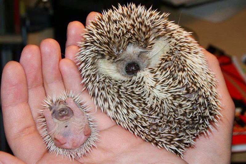 4. Two happy looking hedgehogs, one big and one little. - 30 Animals With Their Adorable Mini-Me Counterparts