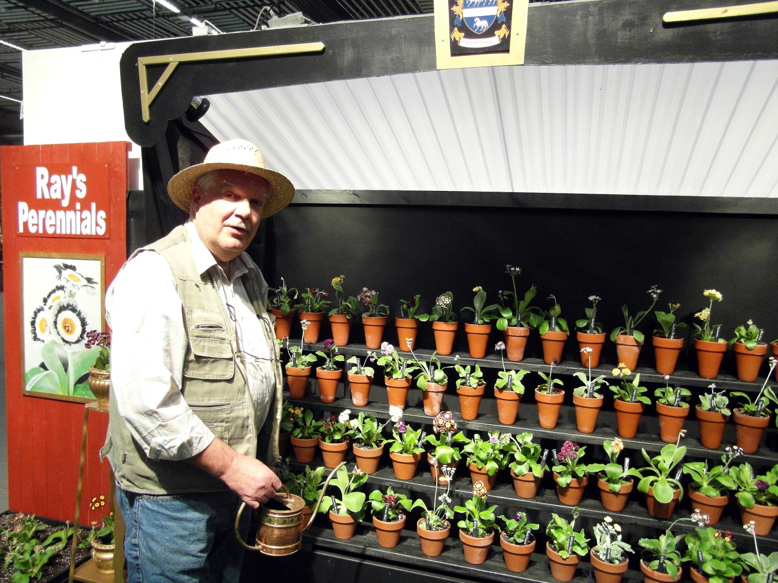 Ray's auriculas: en fantastisk föreställning av auriculas, 'din ...