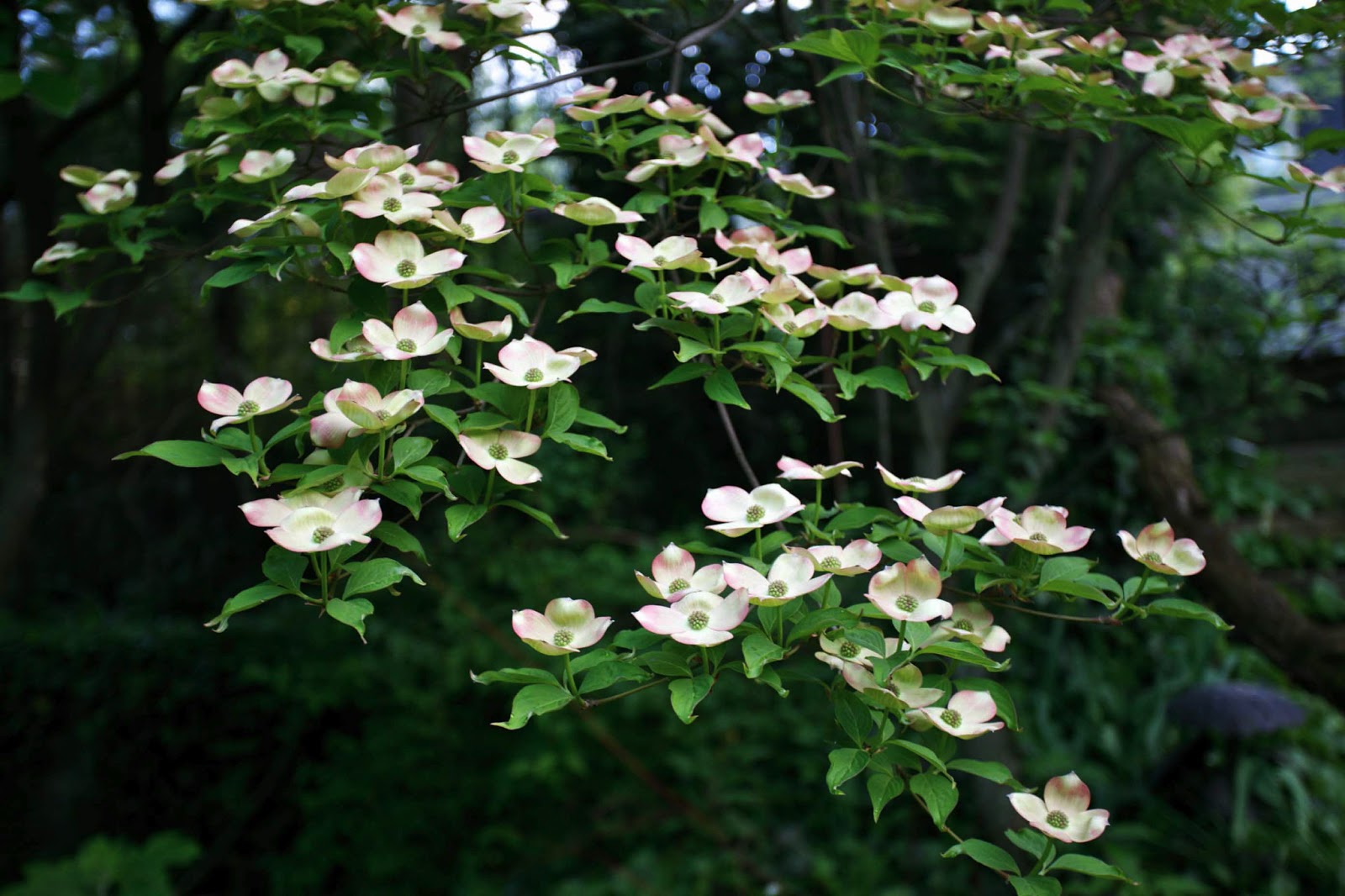 Dogwoods in Bloom
