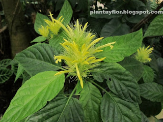 Schaueria calycotricha