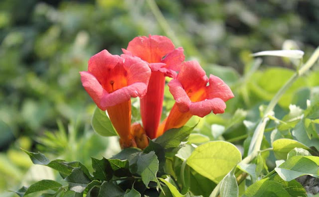 Trumpet Vine Flowers Pictures