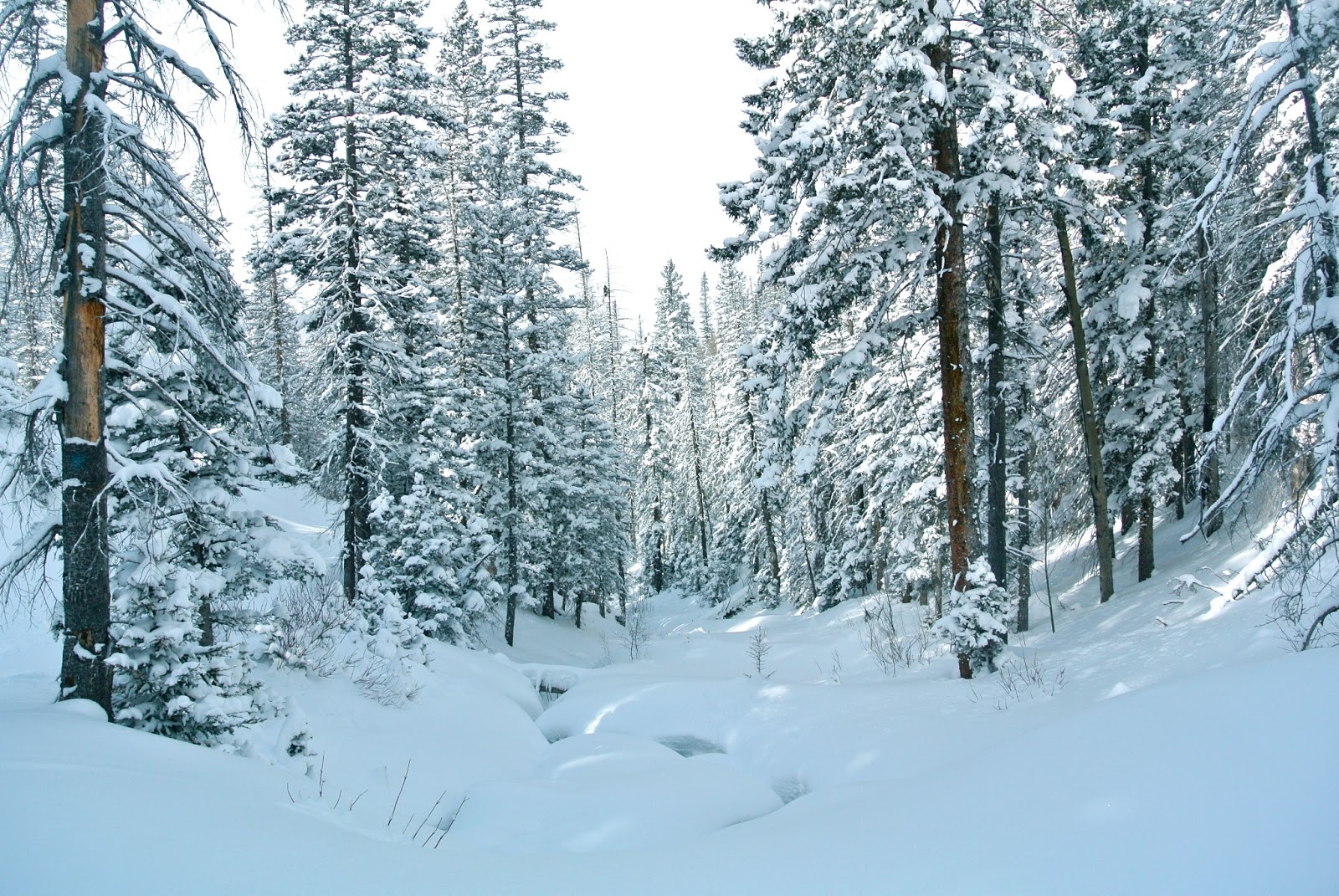 Travel Journal New Mexico In Winter.