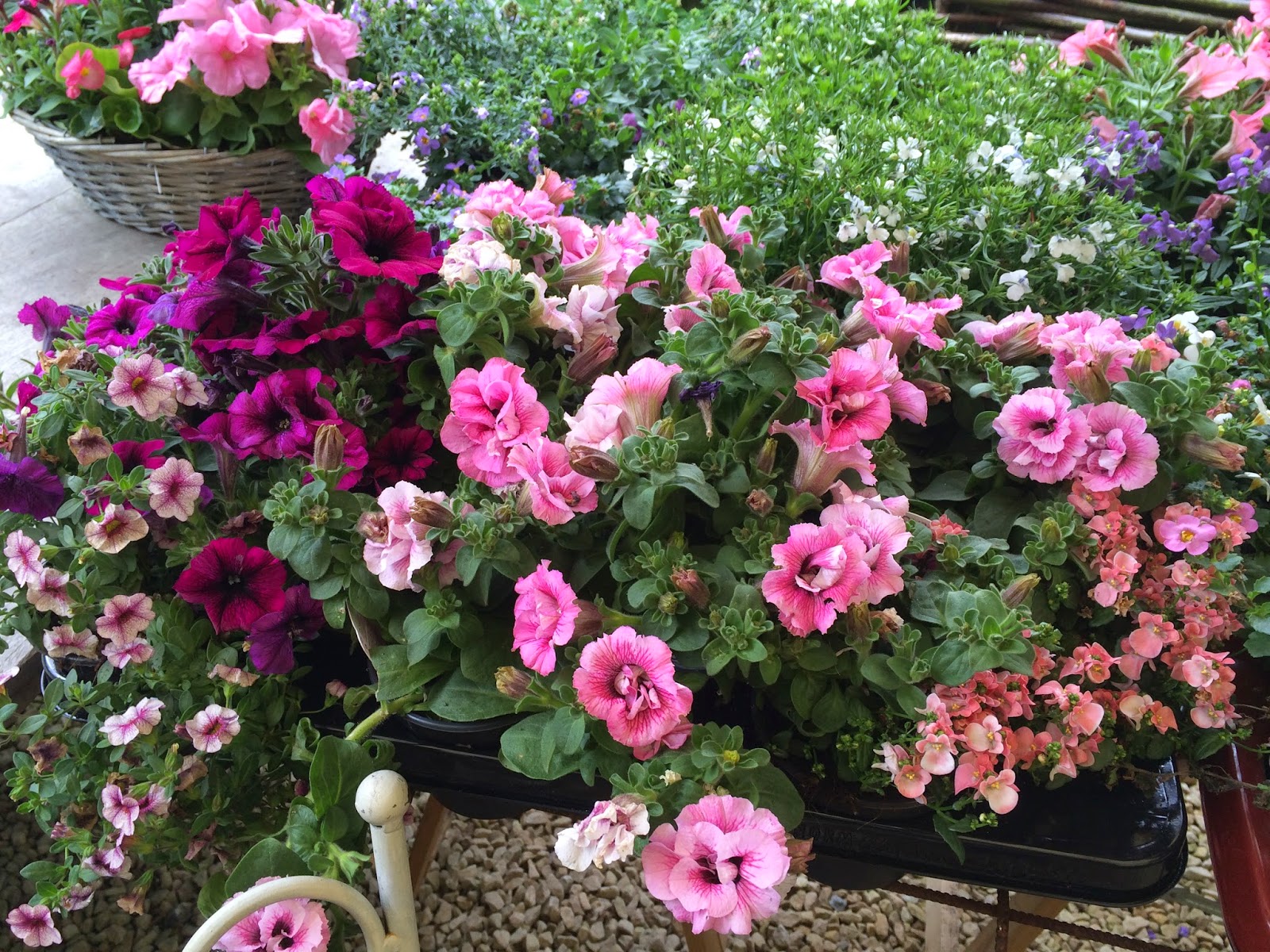 Mon Jardin Quercynois L Avenir Dira Si C Etait Une Folie