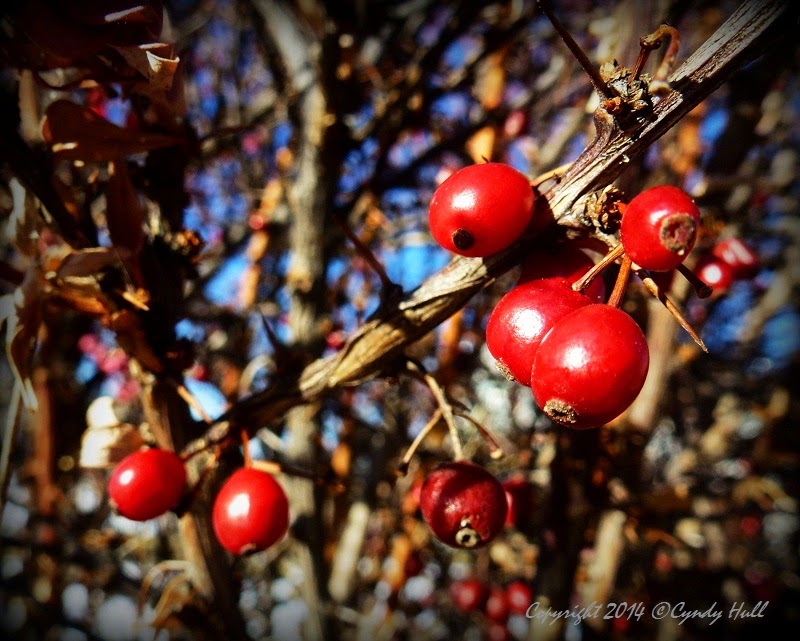 Montana 1 a Red Berries, Missoula, Montana