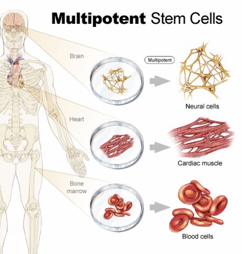 stem cells journal
