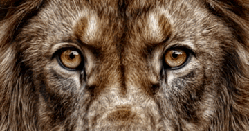 Decent Image Scraps: Lion Animation