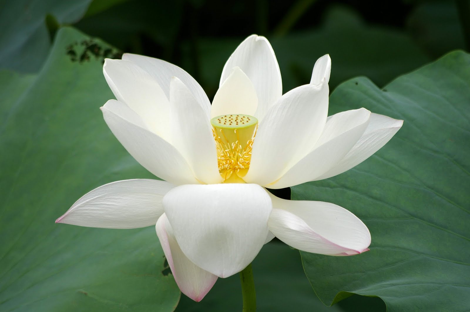 Image: http://2.bp.blogspot.com/-uGlB1iaVzBw/Tj7AmbWTvWI/AAAAAAAAFnw/m4vq6MxyAs4/s1600/white_Lotus_flower_2736.jpg