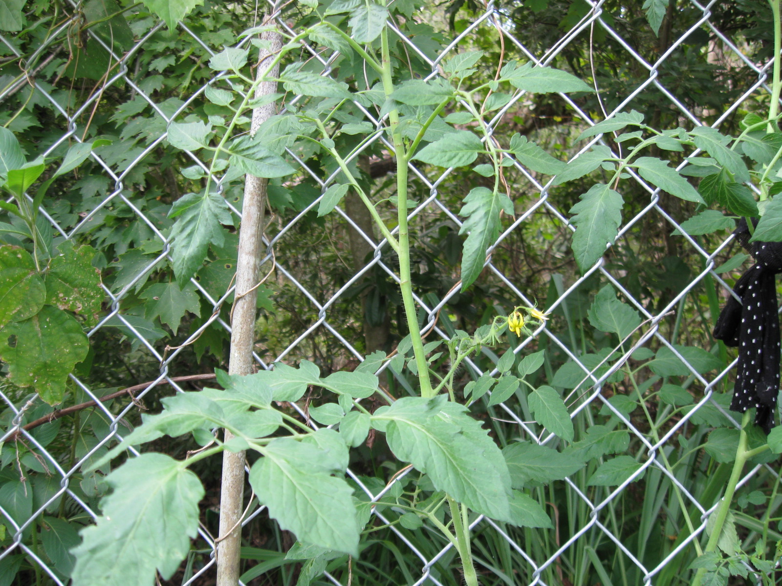 Growing Food in Florida Growing Tomatoes in Florida Heat