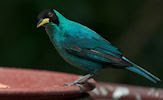 Aves muy lindas del paraíso (7 pajarillos de colores)