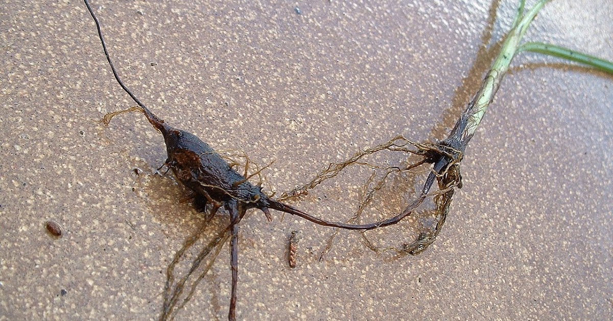 1280px-Cyperus_rotundus_tuber01%5B1%5D.j