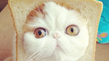 Gatos divertidos para imprimir