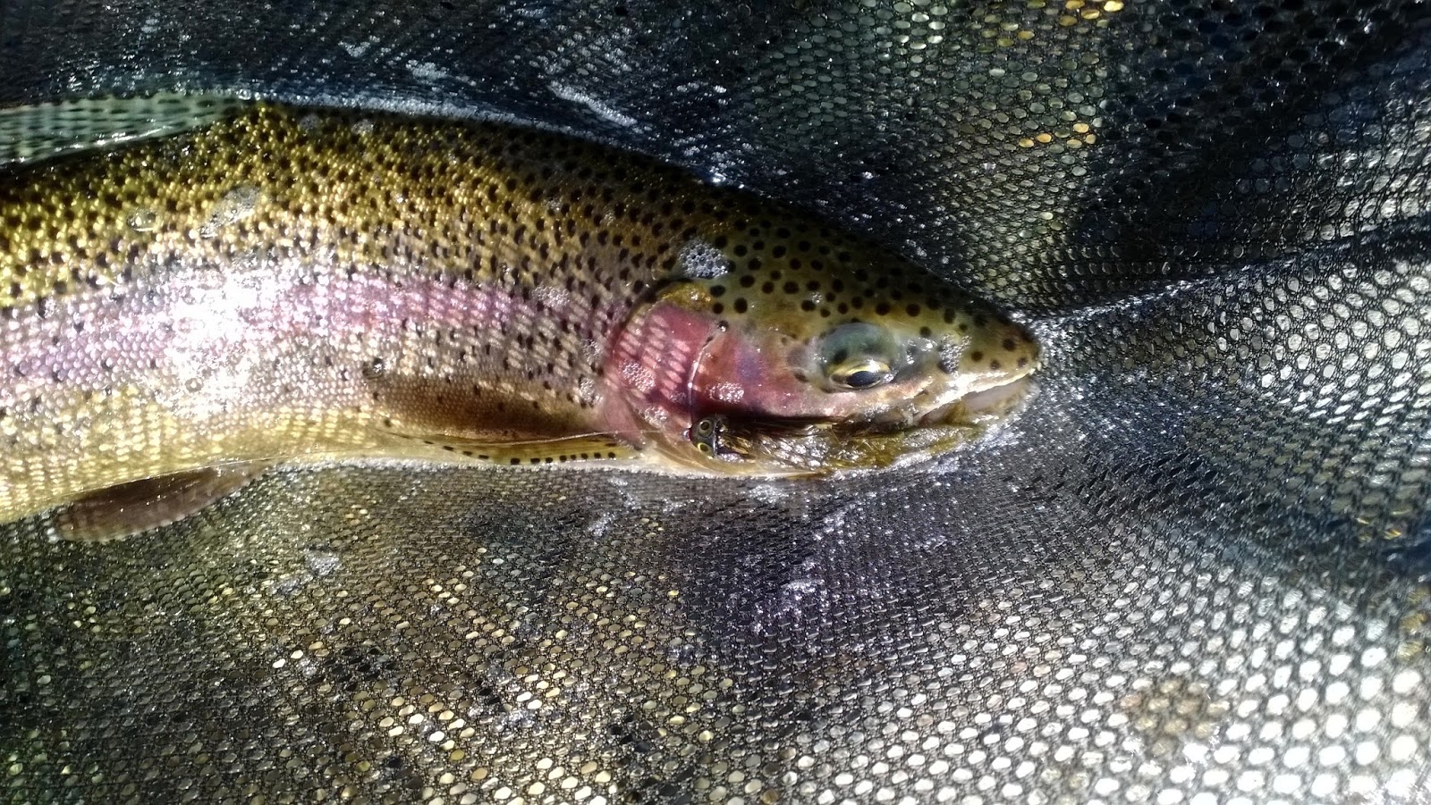 How I Fly Fish Streamers In NorCal Waters Keep Calm and Fly Fish
