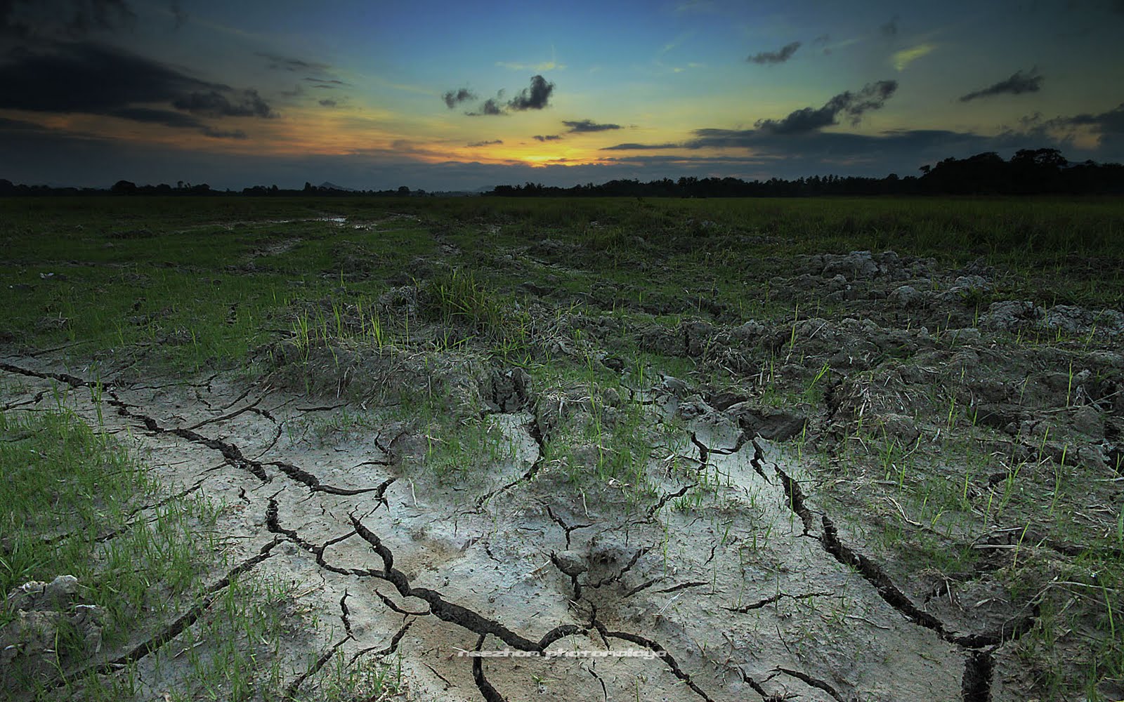 Sawah Padi Di Kampung Tualang Kuala Terengganu Terengganu Unikversiti