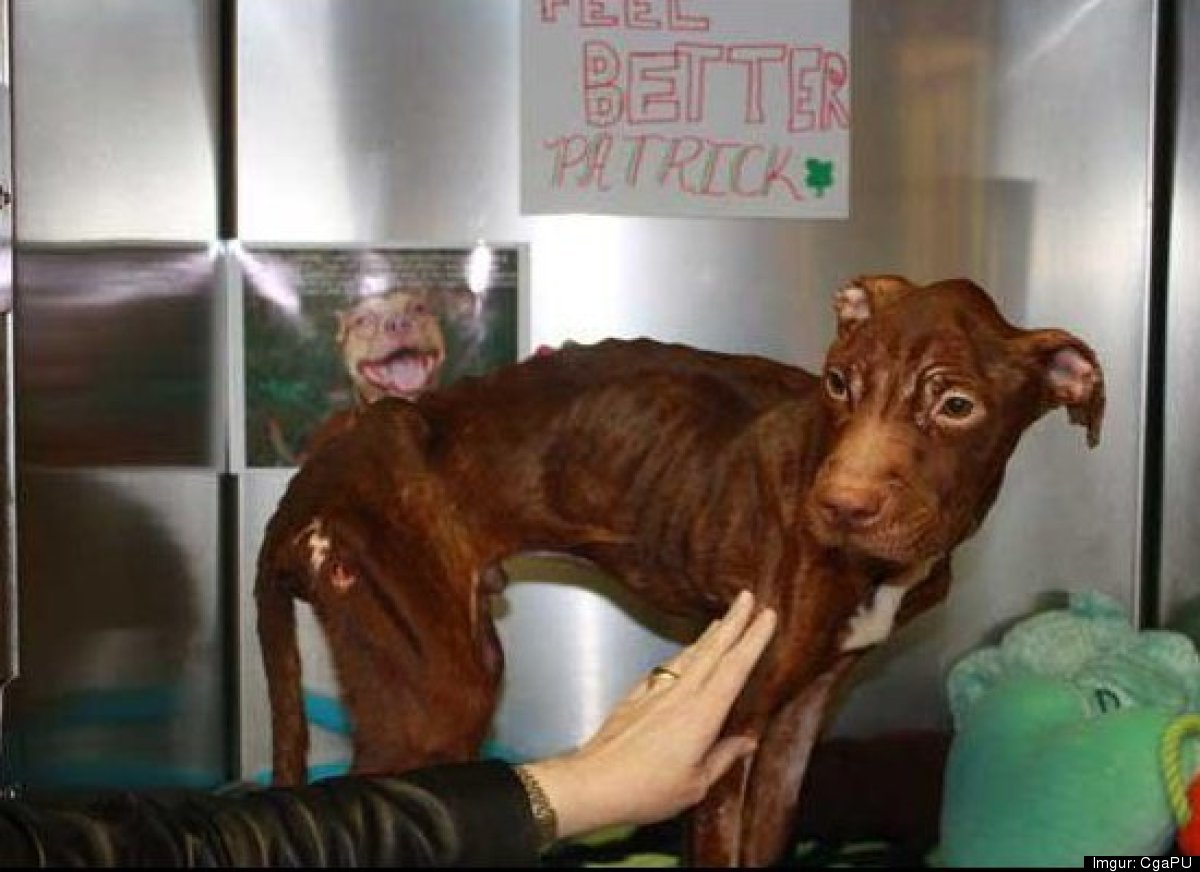 White Wolf Miracle Puppy Survives Starvation And Being Thrown