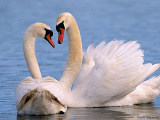 Beautiful Wild animals desktop wallpapers, photography, latest, cool, 2012, 2013, images, pictures, wallpapers Beautiful Wild animals desktop wallpapers, photography, latest, cool, 2012, 2013, images, pictures, wallpapers