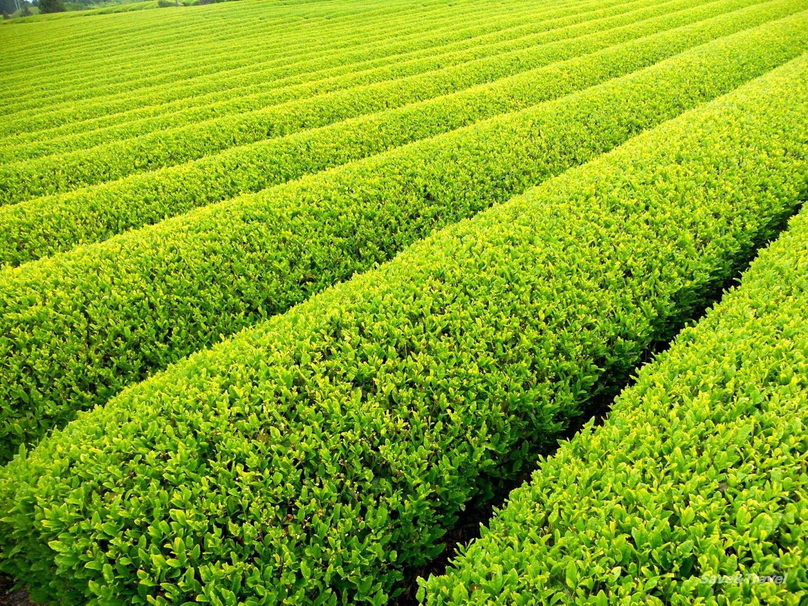 Save & Travel Japan Golden Week Tokaido, Shizuoka