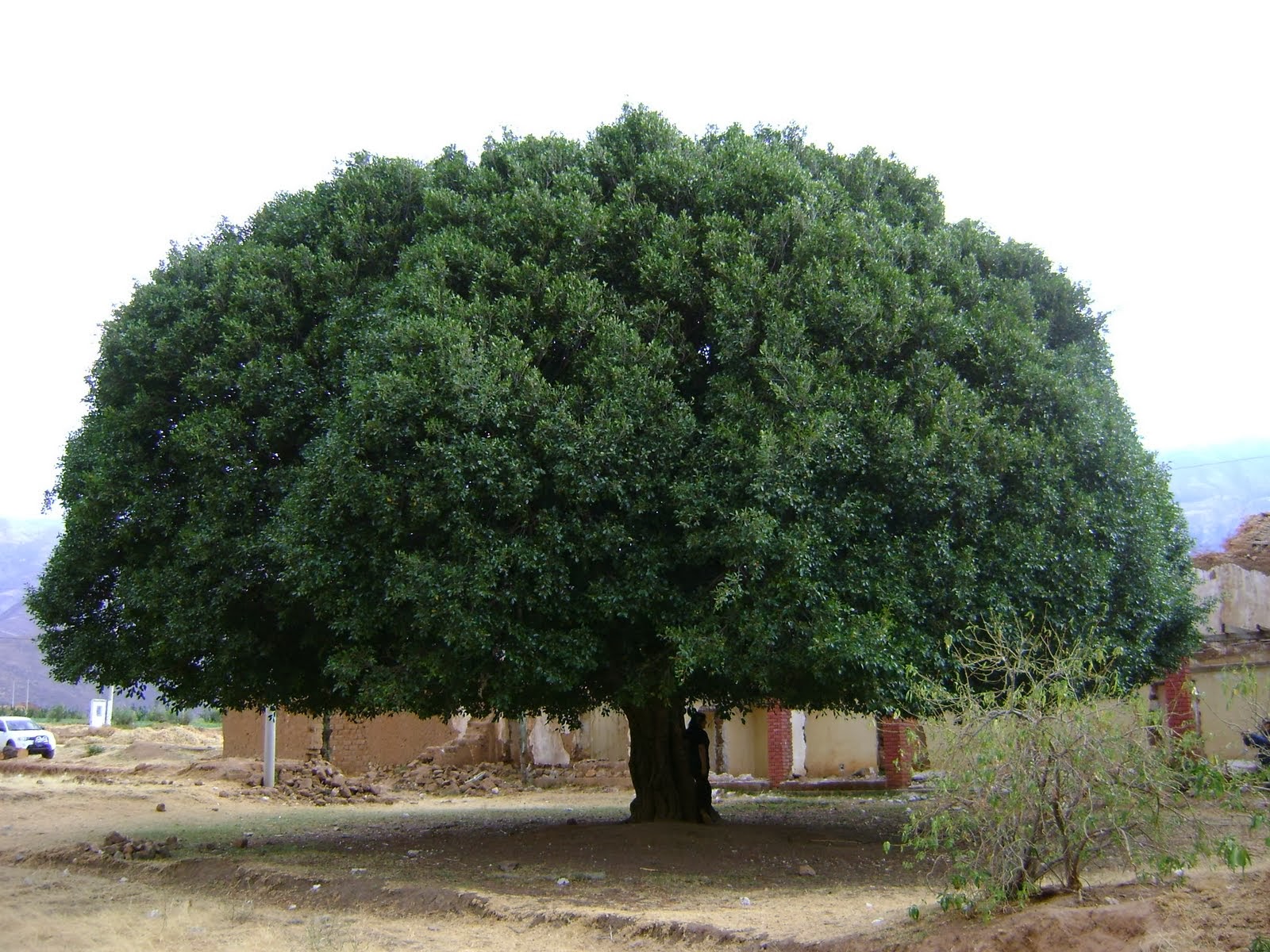 Corpus Perú Arboles del Perú