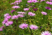 Purple Osteospermum (African Daisy, South African Daisy, Blueeyed Daisy) . (purple osteospermum african daisy south african daisy blue eyed daisy in the wild)