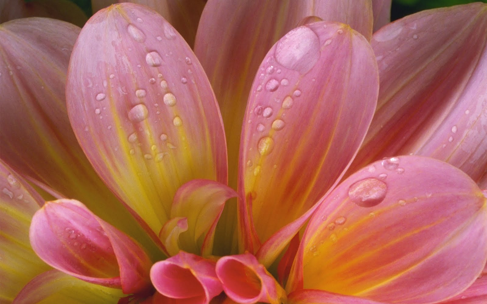 Acer HD Fresh Flower Wallpaper | Top Quality Acer Wallpapers
