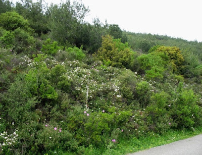 The Nature of My Memories Maquis and garrigue