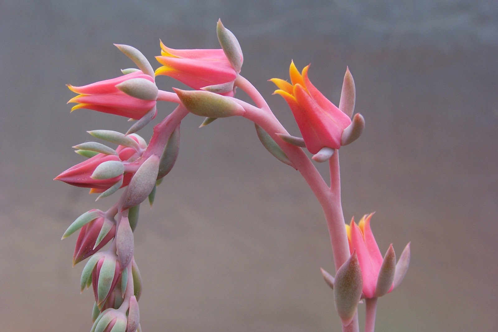 Oregon Cactus Blog Echeveria 'Kirov' flowers