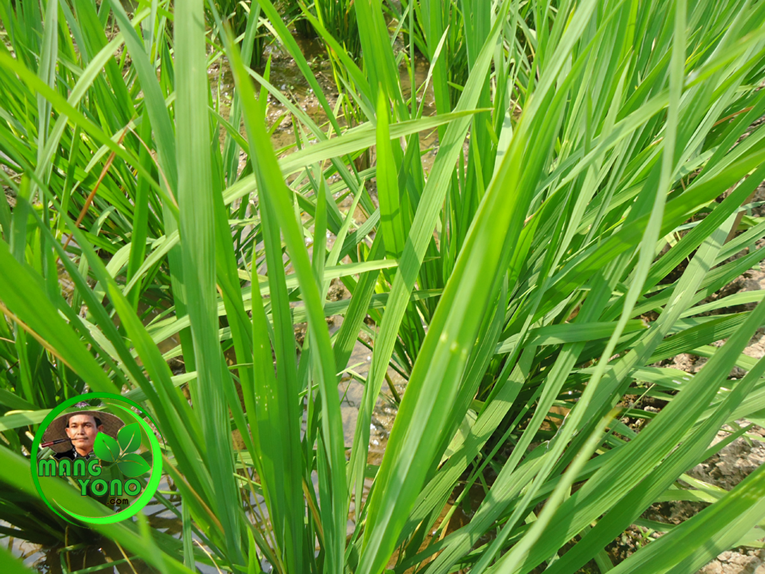 Mencoba menggunakan pupuk NPK Mutiara untuk tanaman padi. ~ Blog Mang Yono