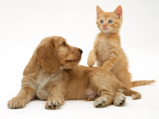 american cocker spaniel dog with a cat