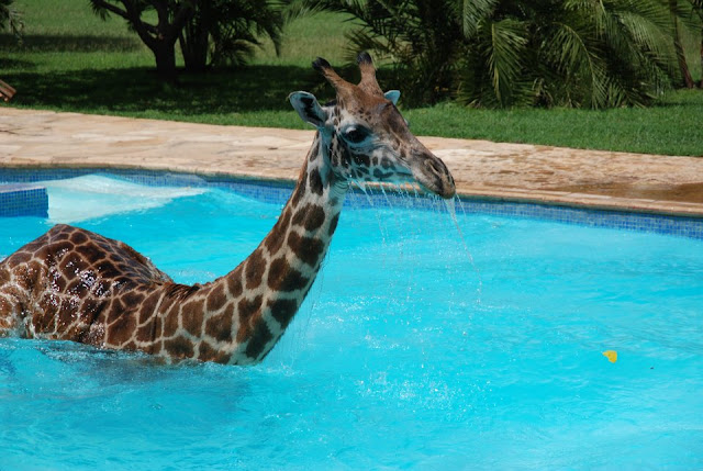 Funny giraffe playing in swimming pool, funny animals, funny giraffes, giraffe pictures, giraffe photos