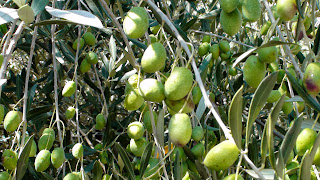 Olives on an olive tree in Sonoma Valley