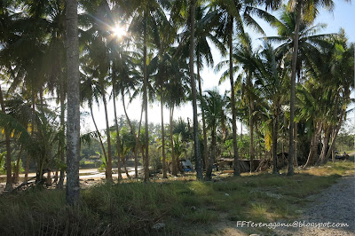 Perkampungan nelayan Pepohon kelapa