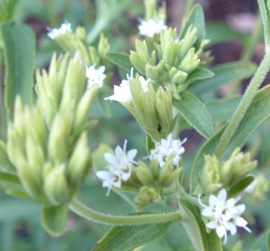 Blue Starr Gallery Spanish Tarragon, Stevia, & More Juliets