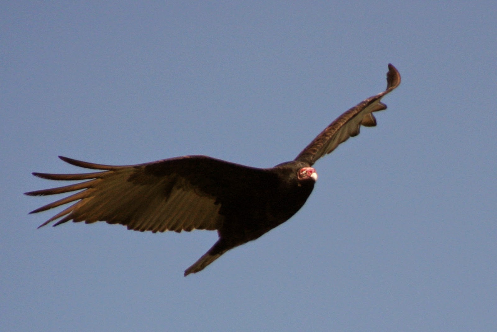 World Bird Sanctuary Vultures Rock