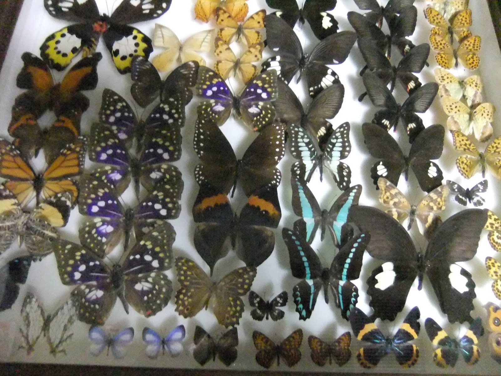 ひねもす昆虫日記 2015