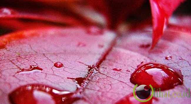 Hujan Darah di Kolombia Hujan Darah di Kolombia