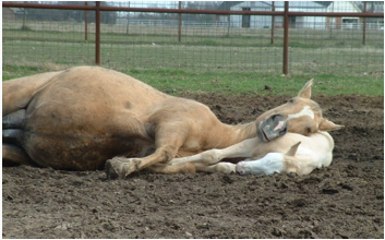 sleeping horses