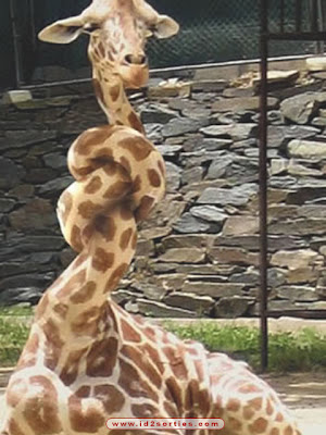 girafe-torticolis.jpg