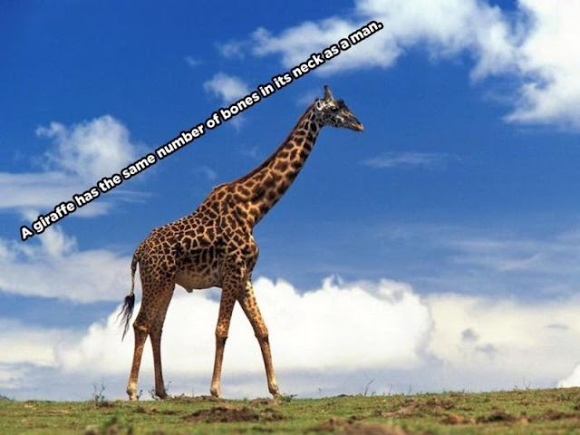 animal facts, amazing animal facts, facts about animals, a giraffe has the same number of bones in its neck as a man