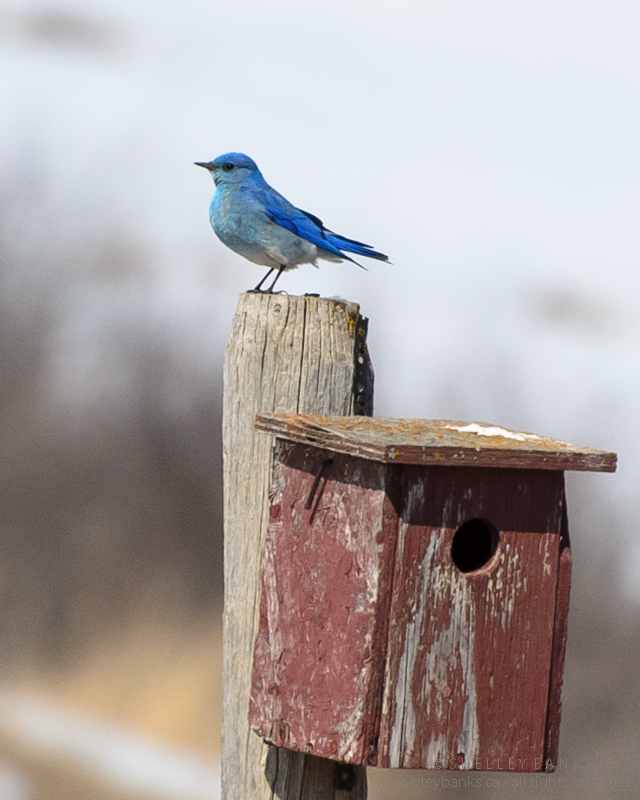 Prairie Nature Mountain Bluebirds Brilliant flashes of Saskatchewan sky