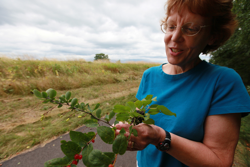 Invasive Plant Species in Vermont Culture at a Glance A Photographic