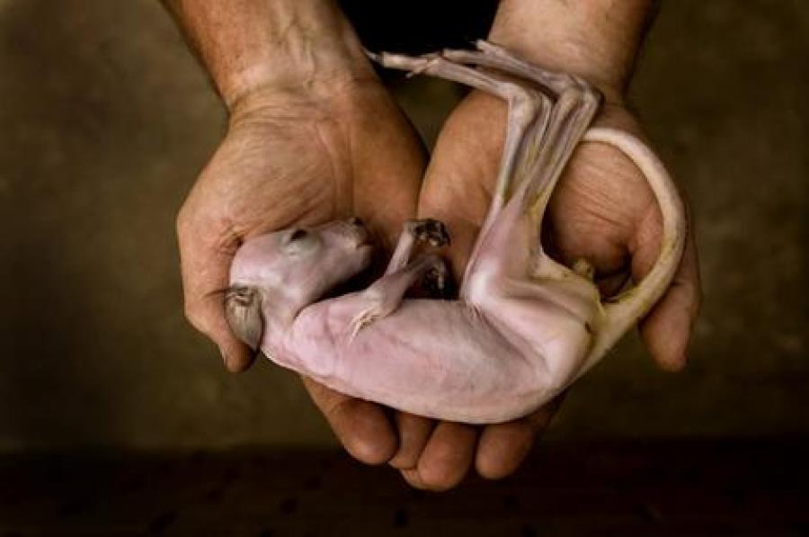 adidas predator piel de canguro