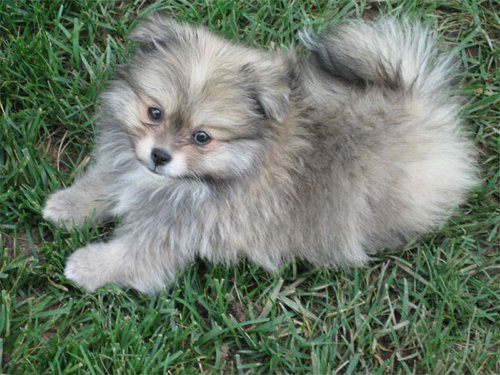 Pomeranian Husky Mix Pomeranian Husky Mix
