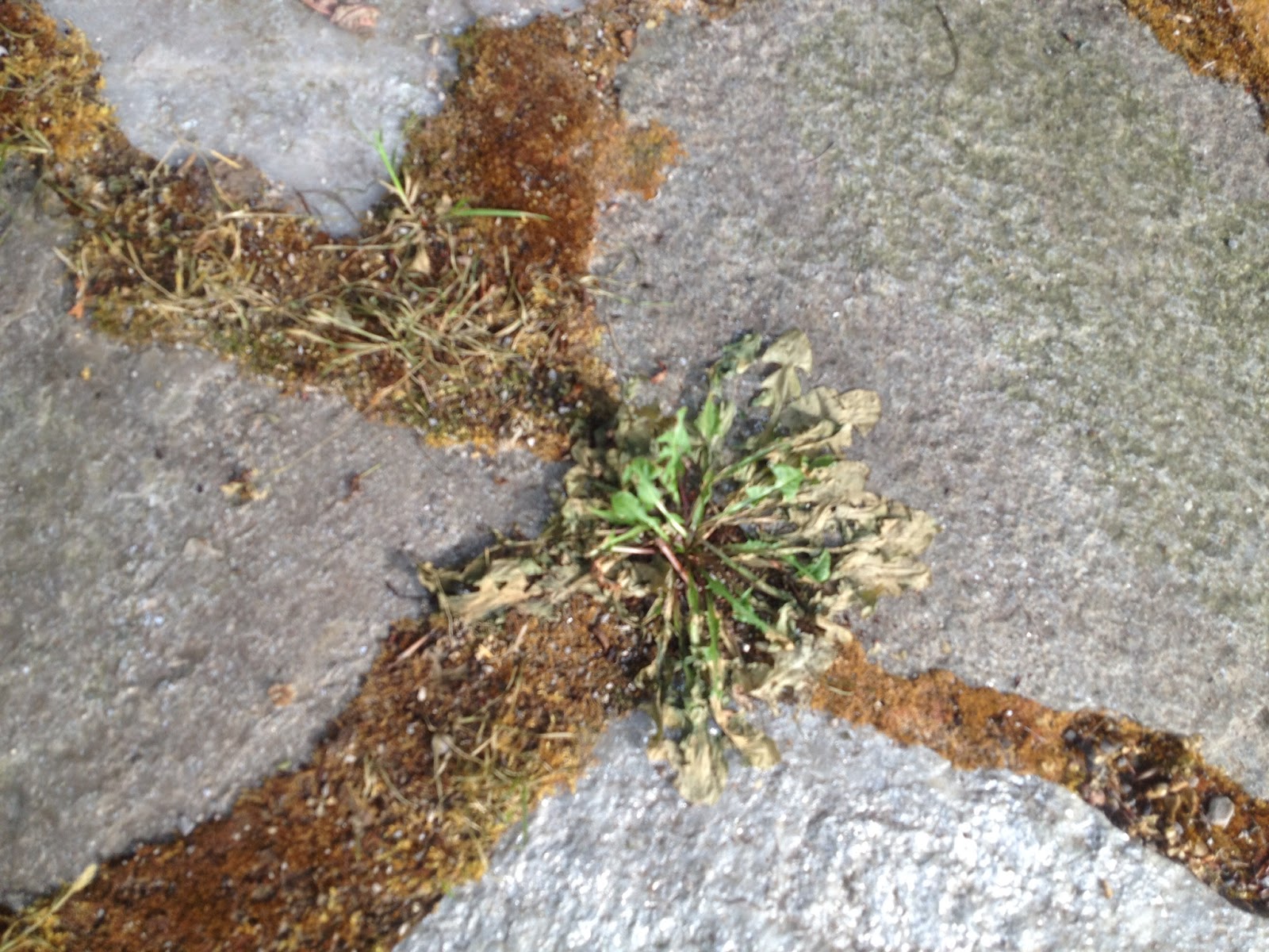 Vinegar, Epsom Salt, Dish Soap Weed Killer Sit With Me In My Garden