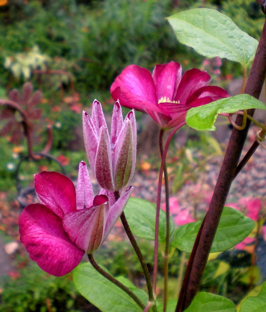 Bc Landscape Nursery Association Buyers Guide Directory 2017