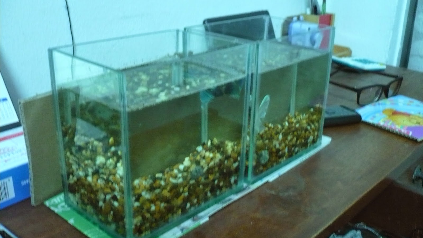 Ikan Laga Aquarium Mini Akuarium Kaca Utk Ikan Laga