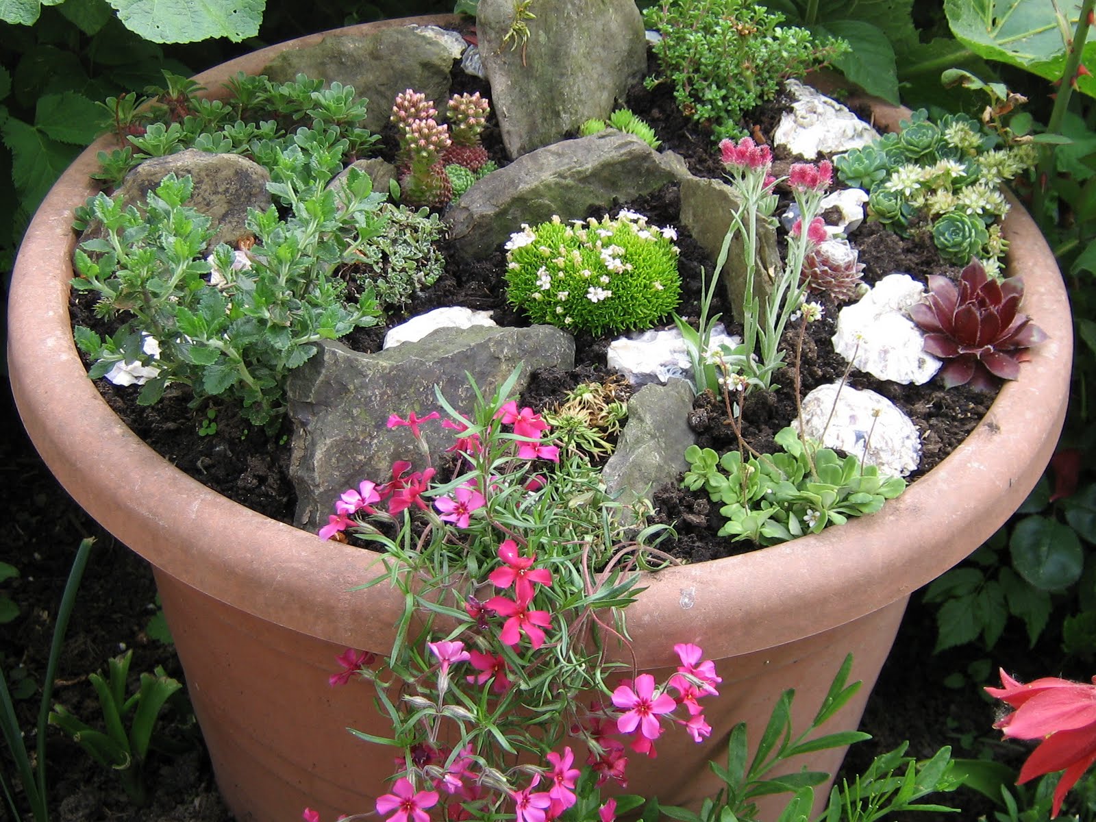 Rosina S Allerlei Hauswurz Ich Mag Sie