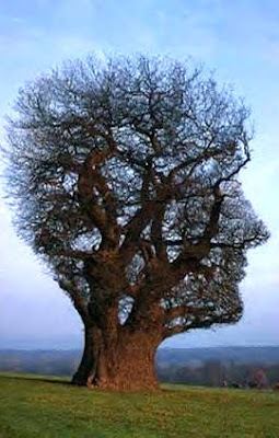 funny tree new gifs. ~ Funny Picture