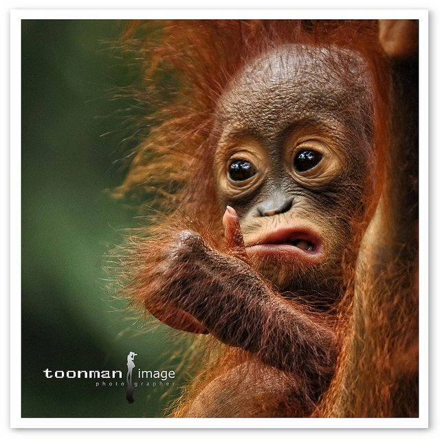 Our Beautiful World Animal Expressions