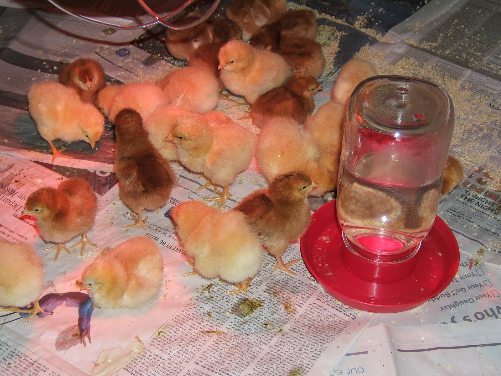 Reader Questions Heat Lamps and Baby Chicks Community Chickens