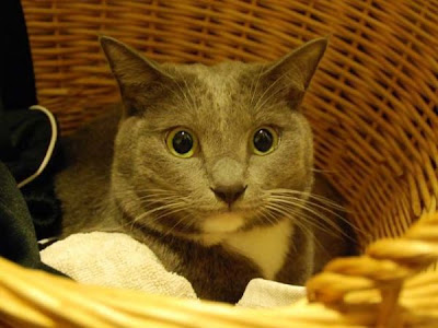 gambar kucing comel