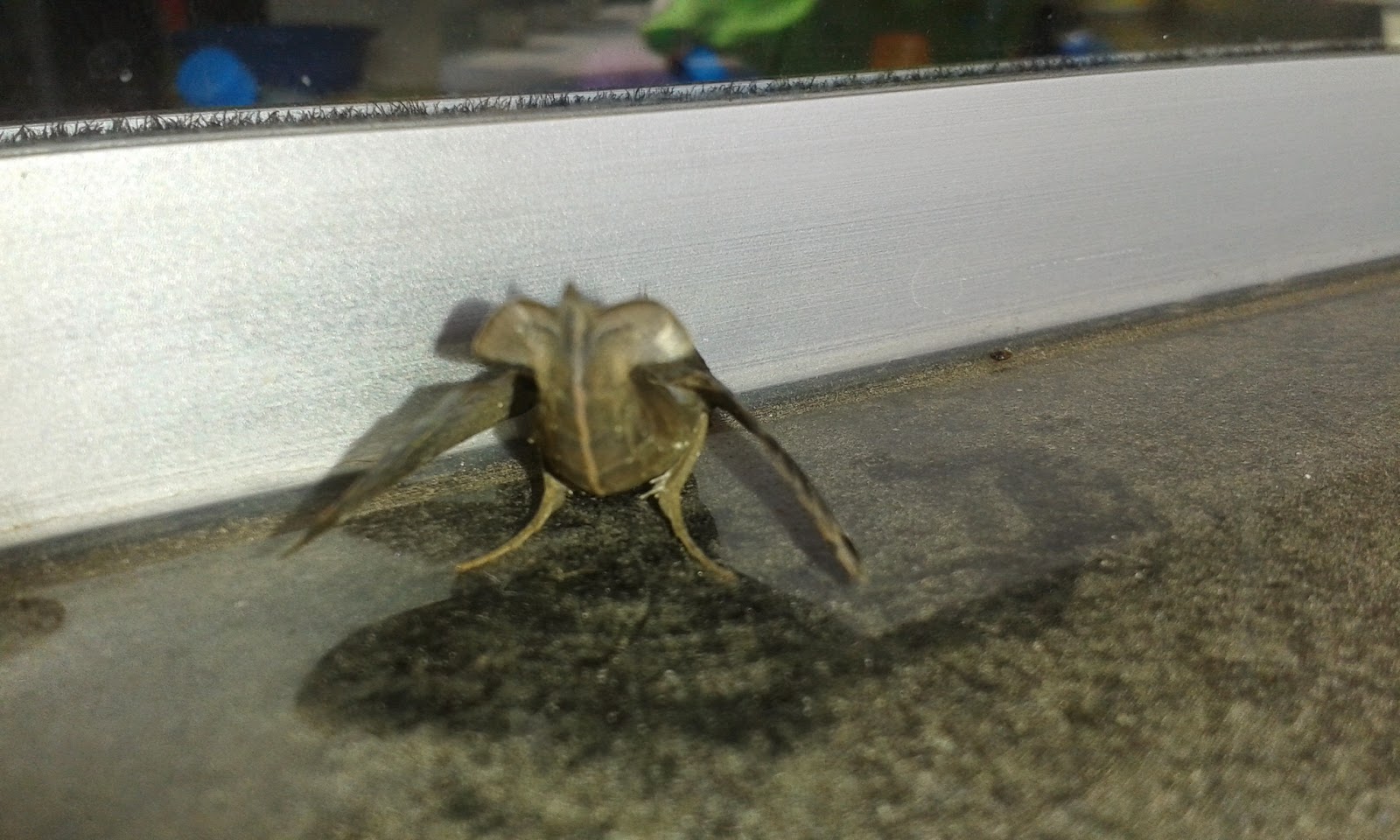 Kleine Bruine Beestjes In Huis Kleine Bruine Beestjes In Huis